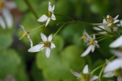 ベツレヘムの星