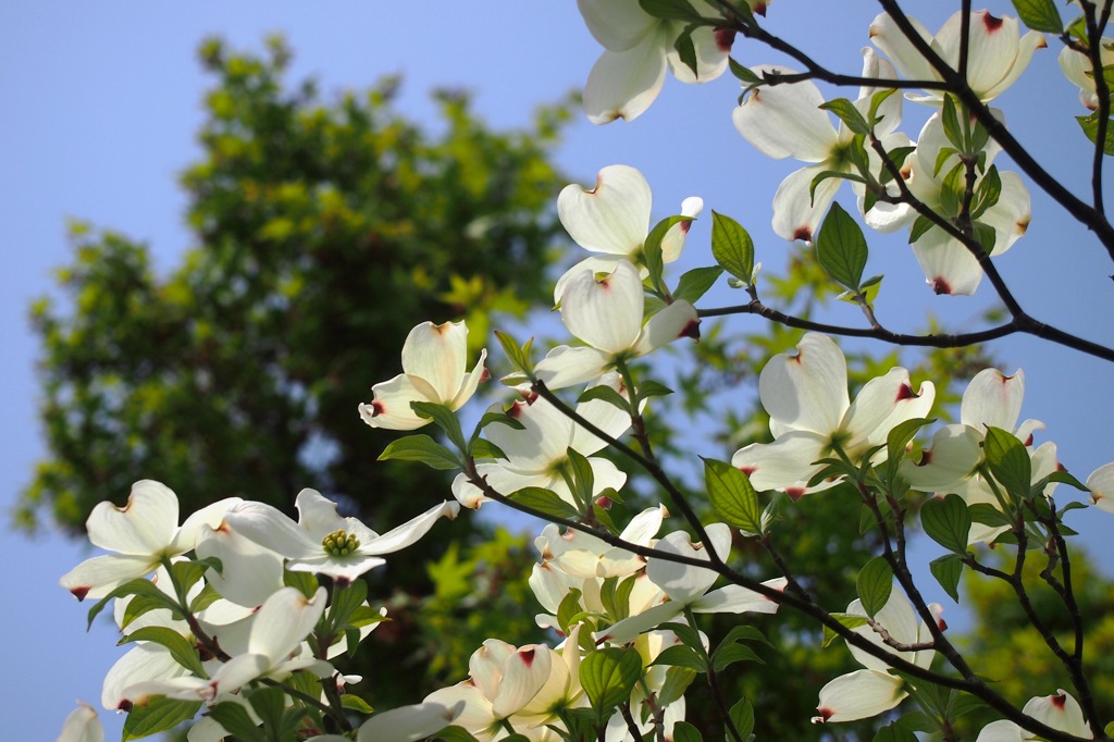 狛江・花水木１