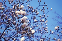 コンパス・フラワー