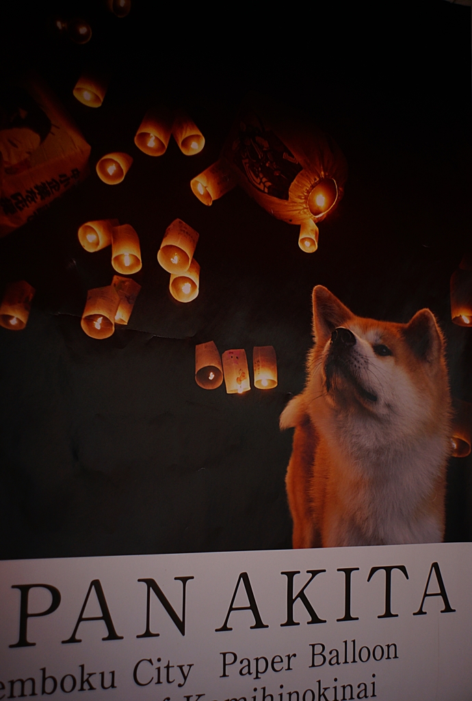 谷中でAKITA犬