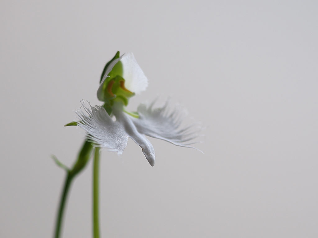 君をおきて　仇し心はなけれども 2016の1