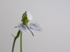 君をおきて　仇し心はなけれども 2016の1