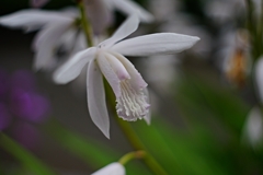 ここにも ややこしい花が　。