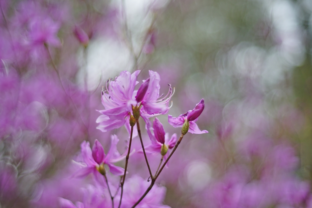 この思いを貴方に伝えたいのに　