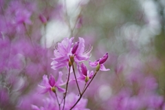 この思いを貴方に伝えたいのに　