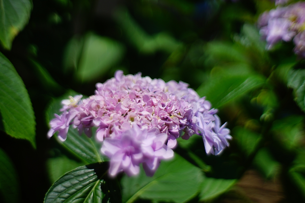 f1.2で撮る紫陽花