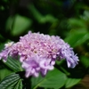 f1.2で撮る紫陽花