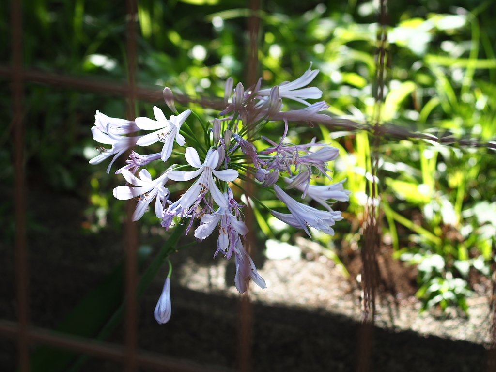 脱出アガパンサス