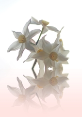 レンズを通してみえてくるもの