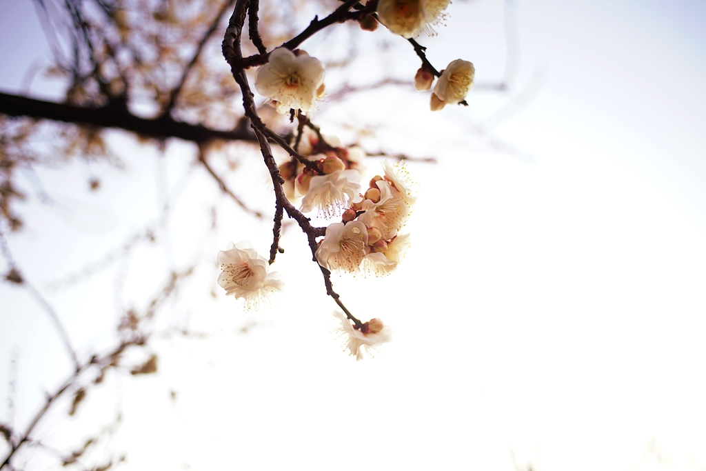 陽が長くなりましたね