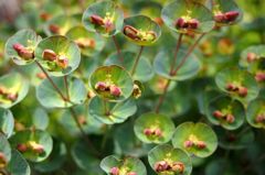 京王フローラルガーデン　小さな　そして奇妙な花たち編６