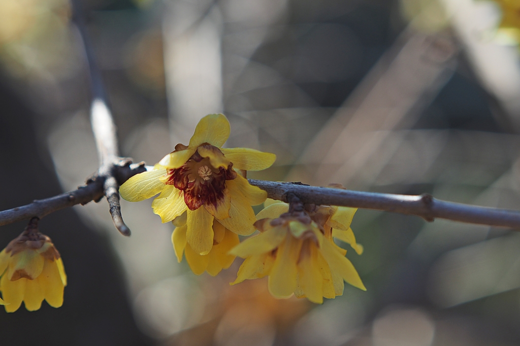 狼狽（蝋梅）２