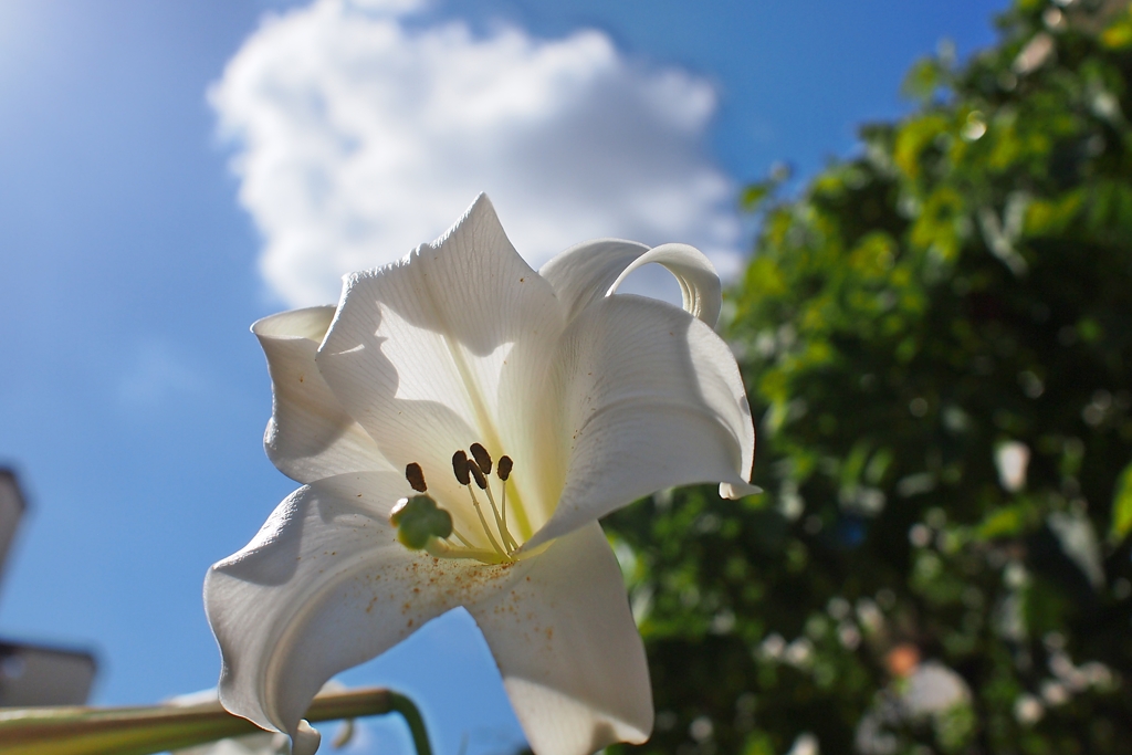 過ぎゆく夏 されどまだ夏