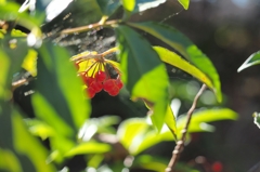 覗き見