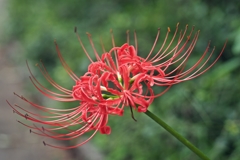 形見のレンズで彼岸花を撮る ２