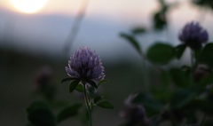 2014多摩川夕暮れ２