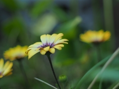 FUJINON 50mm f1.8 初期型 3連発