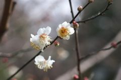 春節２