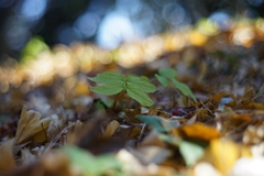 芽吹く春 時候のあいさつ