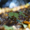 芽吹く春 時候のあいさつ