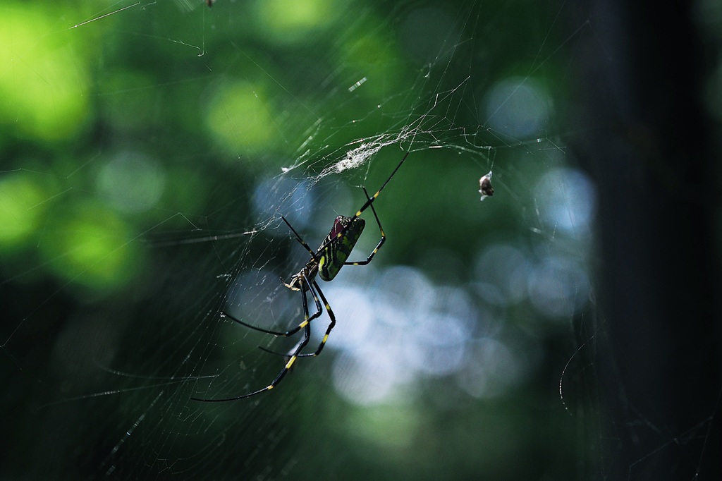 補修に大忙し　㊟蜘蛛
