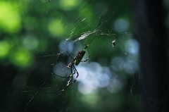 補修に大忙し　㊟蜘蛛