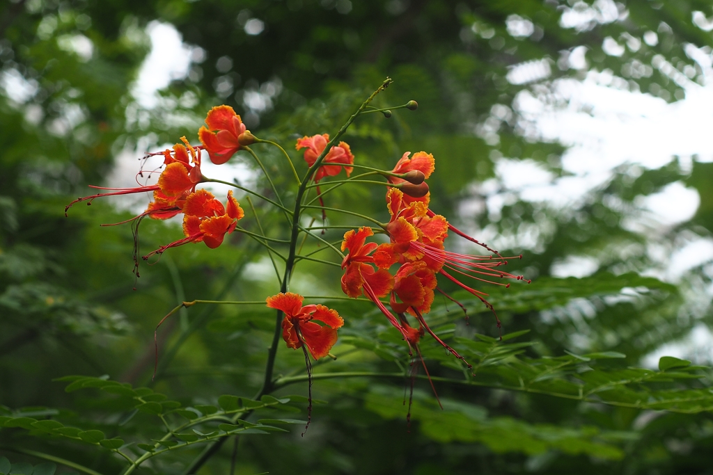 エヴァがエヴァじゃなくなる日