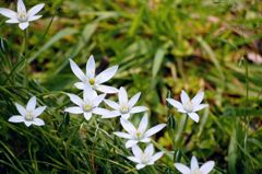 オオアマナ群生２