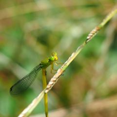とんぼ池の主役