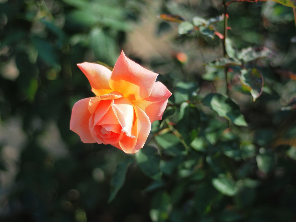 Ai Nikkor 50mm F1.8S