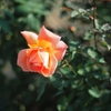 Ai Nikkor 50mm F1.8S