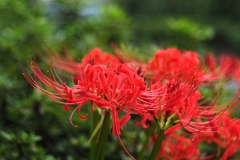 ムンク「叫び」