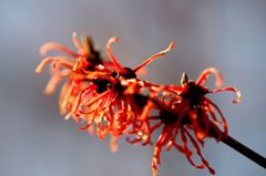 ダースモールがやってきた ダースモールがやってきた