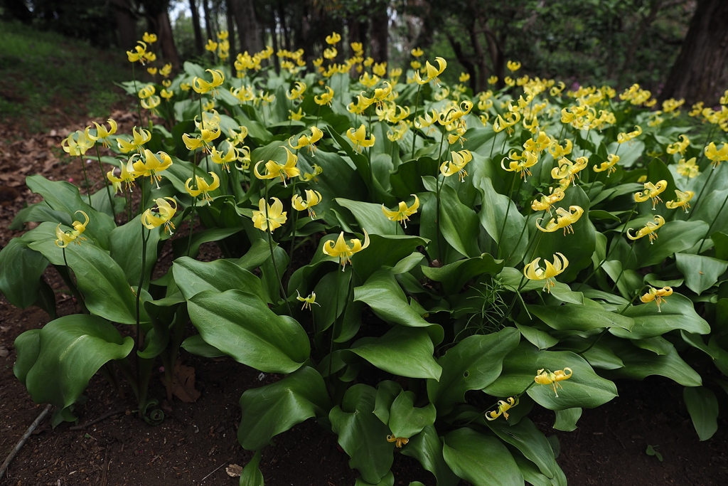 2球で1,200円（税込）