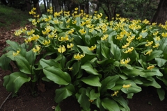 2球で1,200円（税込）