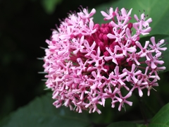 甘い匂いがする紫陽花のような花