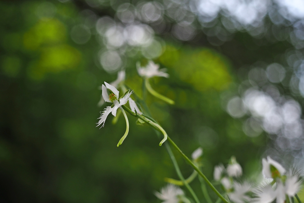 2017の2 仇し心は無けれども 