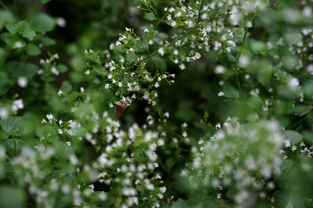 ミクロの決死圏2015