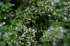 ミクロの決死圏2015