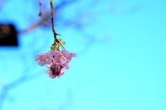 早朝：線香花火