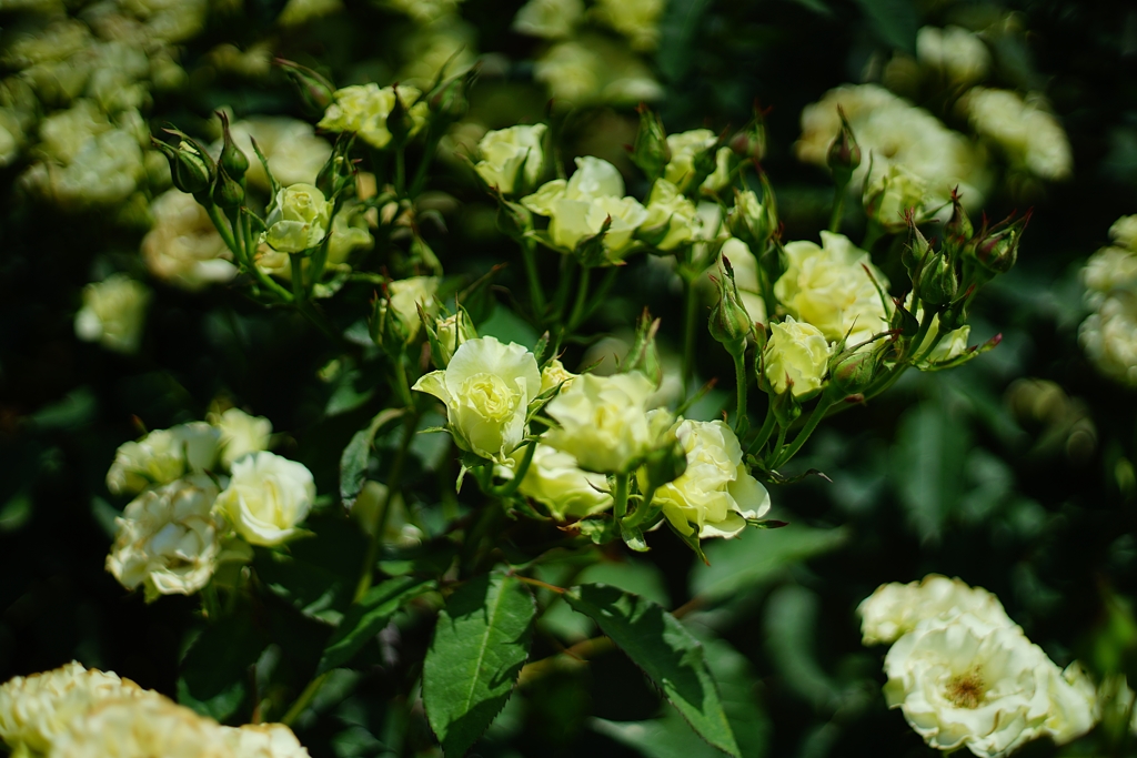 ヴェルサポ失格