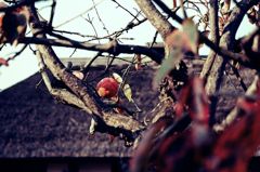 鬼太郎　登って来んかい