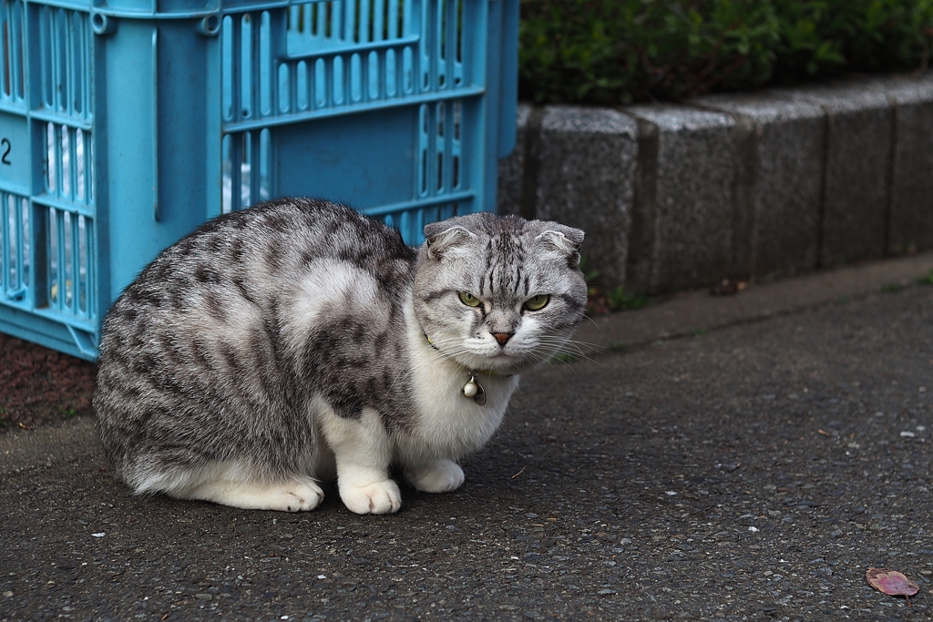 対峙する