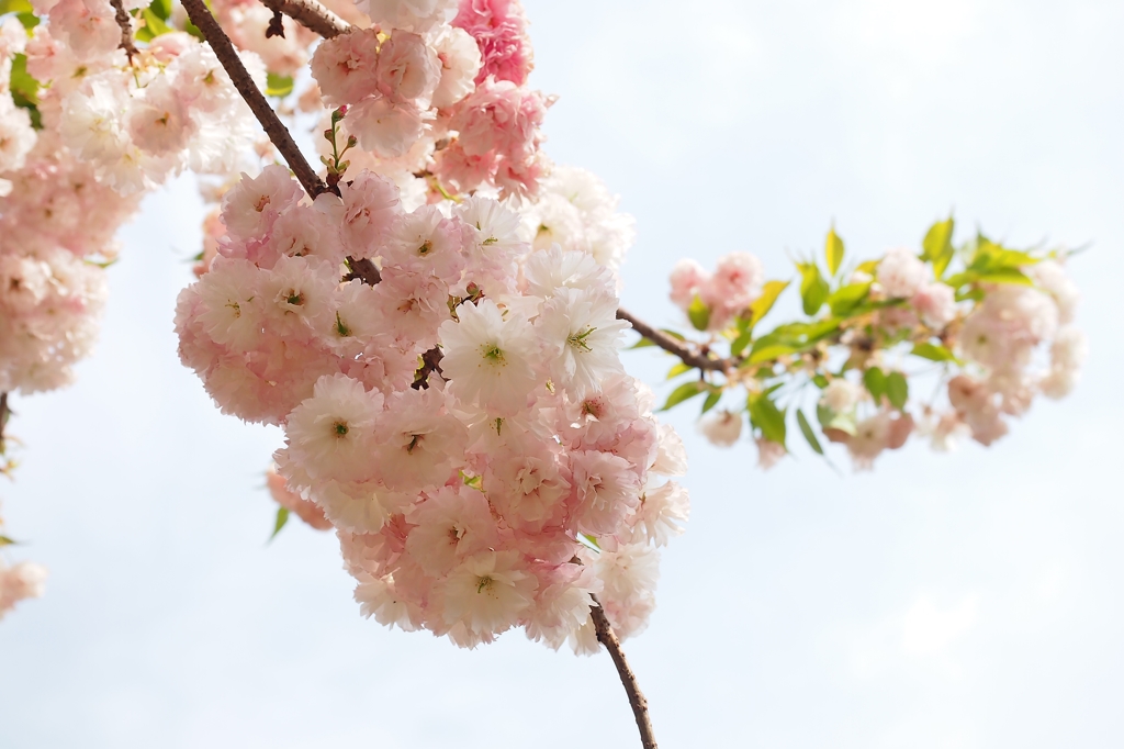 さくら Last Stage