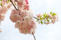 さくら Last Stage