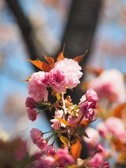 桜を見る会 2020