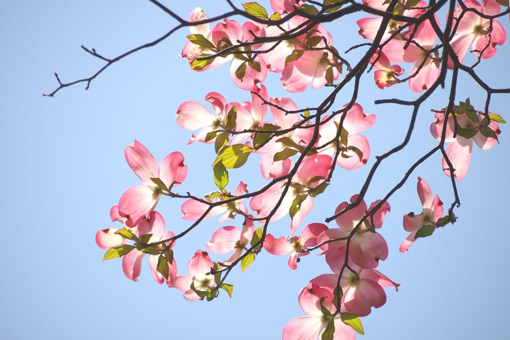 小石川植物園３