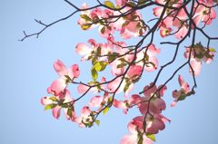 小石川植物園３