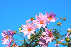 My Blue Heaven（私の青空）