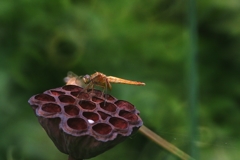 ET & Dragonfly